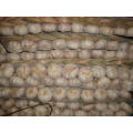 Productos de ajo de buena calidad Trenzas de ajo